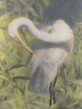 A Great Egret Photographed with Infrared Film