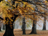 Autumn Foliage