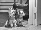 Buy Australian Silky Terriers are Rare in the United States at AllPosters.com