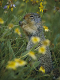 A Columbia Ground Squirrel (Spermophilus Columbianus) Feeds on Wildflowers in a N Alpine Meadow