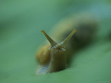 A Banana Slug Stares into the Camera