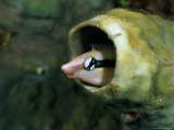 A False Cleaner Blenny Hides in a Tube