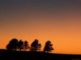 Buy Silhouetted Trees at Sunrise at AllPosters.com