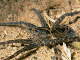 A Close View of Brownish-Gray Fishing Spider in the Sand