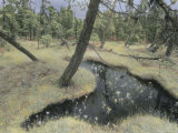Buy A View of Muskeg (Peat Bog) in Southeast Alaska at AllPosters.com