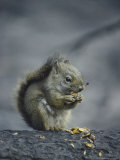 An American Red Squirrel (Tamiasciurus Hudsonicus) Eats the Seeds from a Spruce Cone