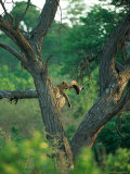 Leopard Resting in a Tree