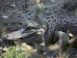 Buy Close-up of an American Alligator Resting on the Ground at AllPosters.com