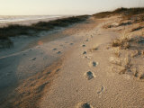 Buy Footprints on the Beach at AllPosters.com