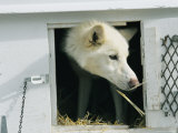 A Close View of a Husky in a Kennel