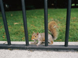 A Gray Squirrel Keeps Alert from its Secure Spot on the Other Side of an Iron Fence