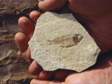 A Fish Fossil is Held in the Palm of a Hand