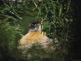 An Adult Female American Robin Incubates Her Eggs in a Lodgepole Pine