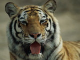 Portrait of a Tiger