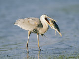 Great Blue Heron with a Fish in its Mouth