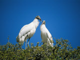 A Pair of Storks on a Treetop Nest