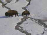 A Buffalo Cow and Her Calf Cross a Stream in Snowy Yellowstone