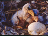 Buy Juvenile Wood Ibises at AllPosters.com
