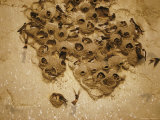 Swallows Nest on a Dirt Bank