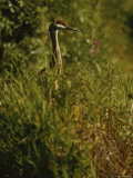 A Close View of a Sandhill Crane Standing in Tall Grasses