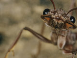 Extreme Close-up of a Bulldog Ant