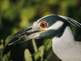 Yellow-Crowned Night Heron with a Crab in its Beak