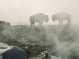 Buy American Bison in Grand Prismatic Hot Springs at AllPosters.com