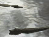 Two American Alligators Lie in Calm Water