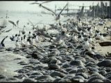 Laughing Gulls Feed on Eggs Left by Mating Horseshoe Crabs