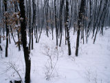 A Siberian Tiger (Panthera Tigris Altaica) in Snowy Woods
