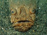 A Well-Camouflaged Fish Buries Itself in the Sandy Bottom of the Pacific