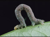 Close-up of a Red Geometrid Moth Caterpillar