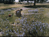 Picking Wildflowers in Santa Cruz
