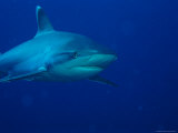 Whitetip Reef Shark
