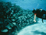 Buy A School of Fish Swims Past a Diver at AllPosters.com