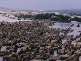 Hundreds of Sea Lions Crowd the Beach on San Nicolas Island