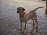 A Dog Waits for a Ball to Be Thrown into the Ocean