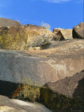 Close View of a Petroglyph in Little Petroglyph Canyon
