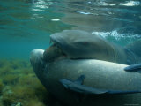 Buy A Male Nurse Shark Prepares to Haul Away a Cooperative Female for Mating at AllPosters.com