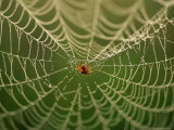An Insect Caught in a Spider Web