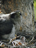 A Northern Goshawk and a Tiny Chick in a Tree-Crotch Nest