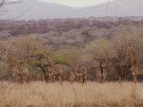 Buy A Group of Reticulated Giraffes in the Savanna at AllPosters.com