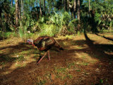 A Wild Turkey at Florida Panther National Wildlife Refuge