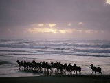 Buy Roosevelt Elk Walk Along a Beach in California at AllPosters.com