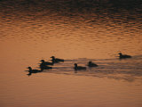 A Group of Common Loons Swims Across a Lake Early in the Morning