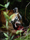 Indian Tigress Eating
