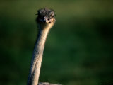 Close View of an Ostrich
