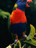 Buy A Rainbow Lorikeet at AllPosters.com