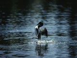 A Loon Appears to Be Shaking Water from its Plumage