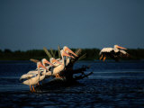 White Pelicans (Pelecanus Erythrorhynchos)